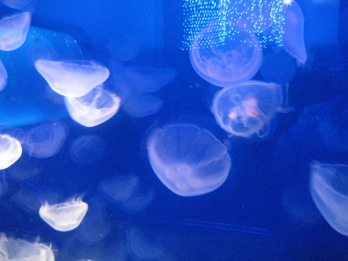 2008 06 11_09.jpg