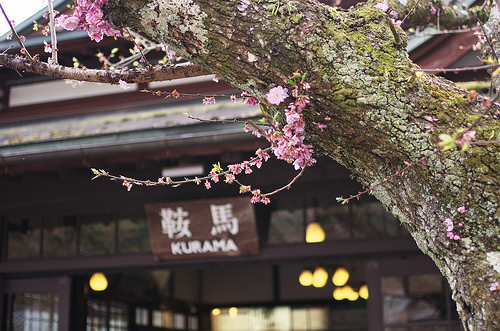 遅咲きの桜探して鞍馬寺 京都の桜14 A Ki Blog 遅咲きの桜探して鞍馬寺 京都の桜14 A Ki Blog