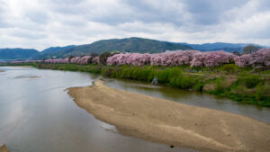 背割堤の桜