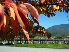 紅葉越しの渡月橋