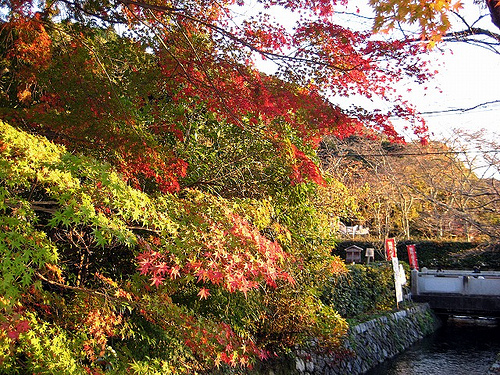 夕日に照らされる紅葉