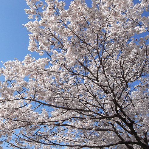 嵐山の桜～京都の桜2009