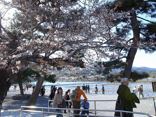 嵐山の桜～京都の桜2009