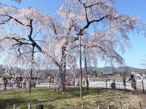 嵐山の桜～京都の桜2009