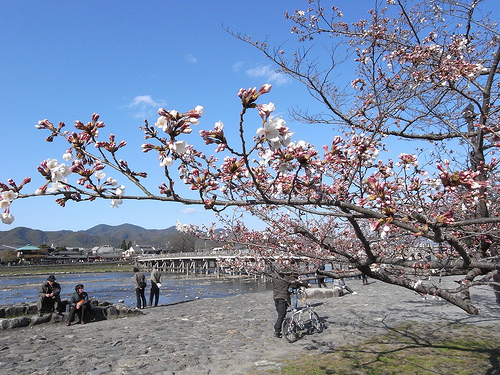 嵐山の桜～京都の桜2009