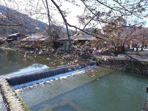 嵐山の桜～京都の桜2009