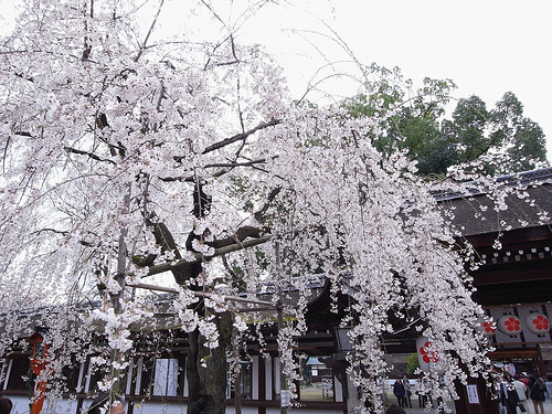 平野神社の桜2009