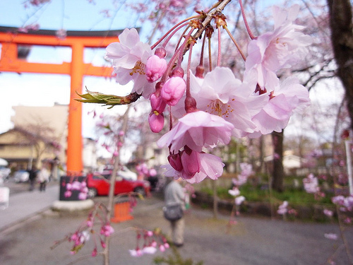 平野神社の桜2009