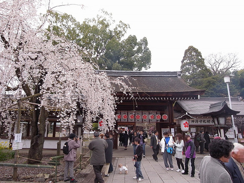 平野神社の桜2009