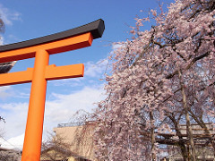 平野神社の桜2009