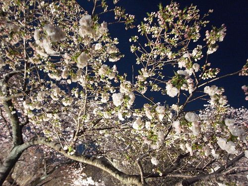 桜3