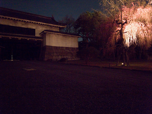 しだれ桜