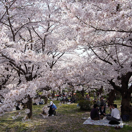 桜の下でお弁当