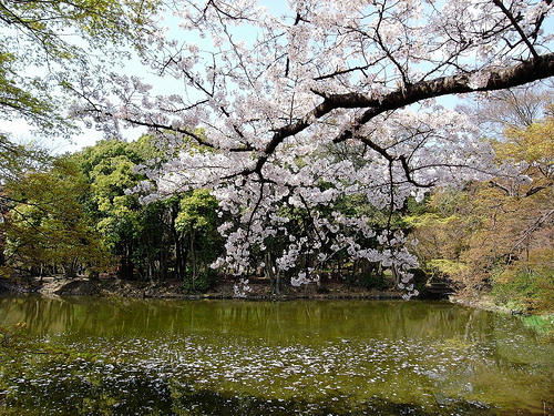 池に映える桜