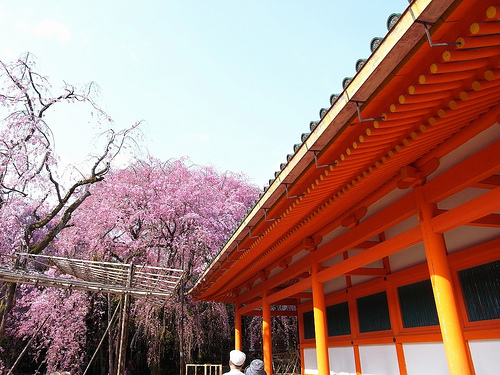 枝垂れ八重桜