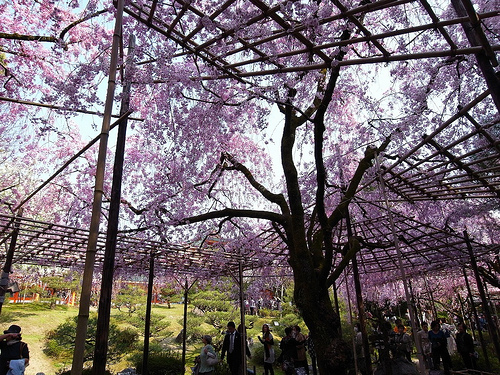 屋根のような桜