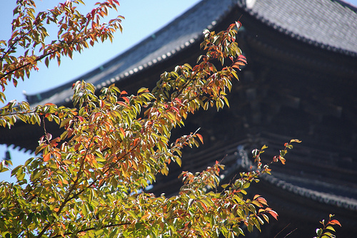 紅葉と五重塔