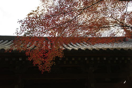 醍醐寺の紅葉