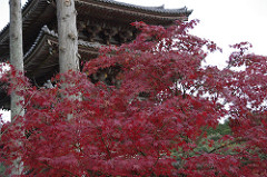 醍醐寺の紅葉