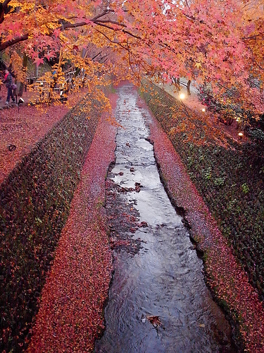 紙屋川と御土居