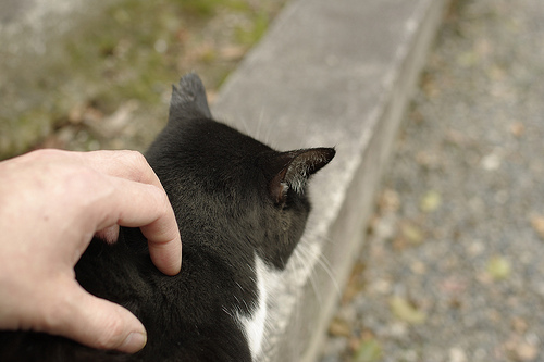 御所のネコ