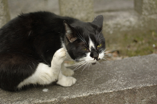 御所のネコ