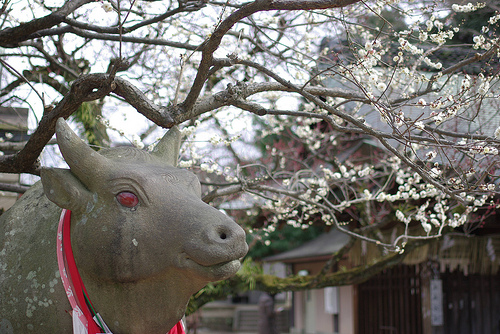 梅は咲いたか天神さん