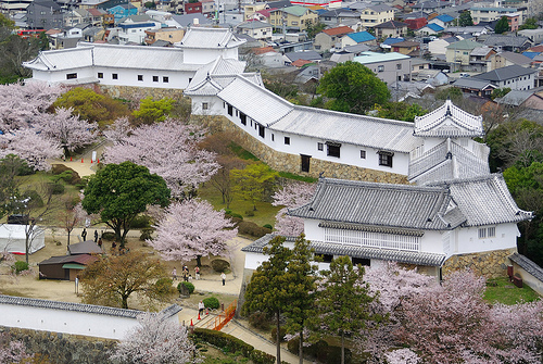 姫路城の桜