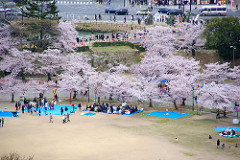 姫路城の桜