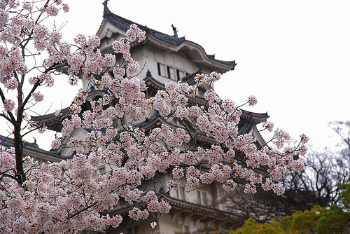 姫路城の桜