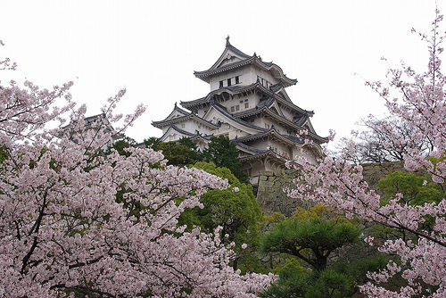 姫路城の桜