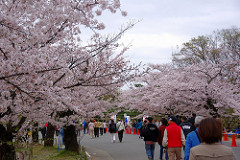 姫路城の桜