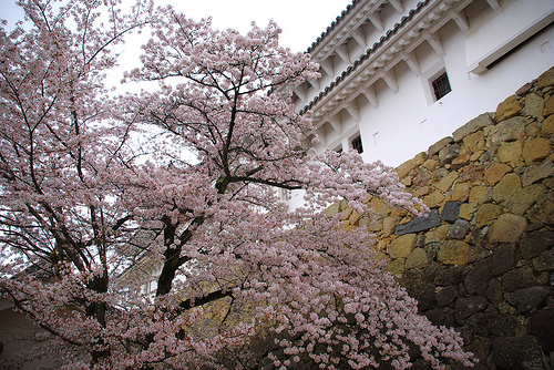 姫路城の桜