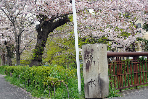 白川疎水通の桜