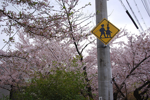 白川疎水通の桜