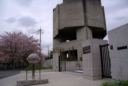 白川疎水通の桜