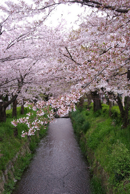 白川疎水通の桜