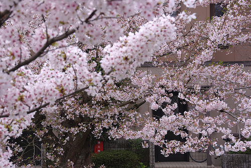 白川疎水通の桜