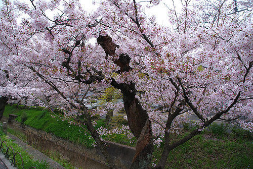 白川疎水通の桜