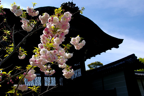 御室仁和寺ほぼ葉桜