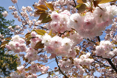 御室仁和寺ほぼ葉桜