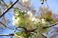 御室仁和寺ほぼ葉桜