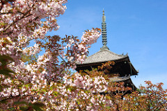 御室仁和寺ほぼ葉桜