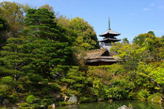 御室仁和寺ほぼ葉桜