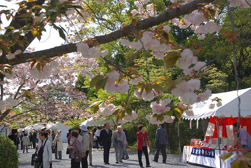 御室仁和寺ほぼ葉桜