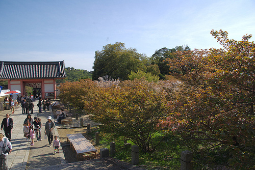 御室仁和寺ほぼ葉桜