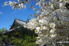 御室仁和寺ほぼ葉桜