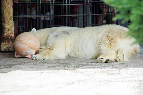 旭山動物園