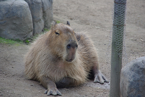 カピバラ