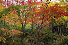 常寂光寺